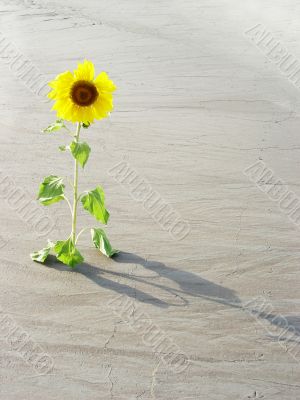 sunflower in the desert