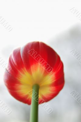 red/yellow tulip