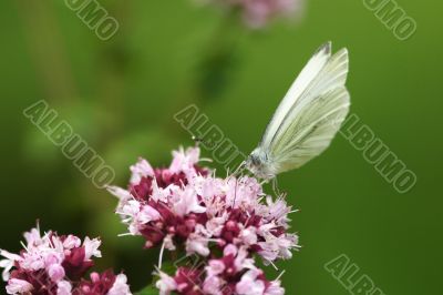 Butterfly, white