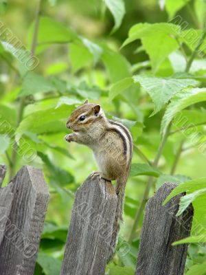 chipmunk
