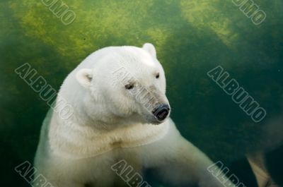 Polar bear