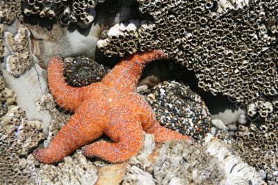 Orange starfish