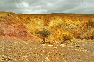 Dry tree