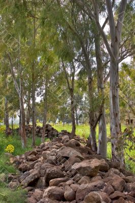 Spring on Golan heights.