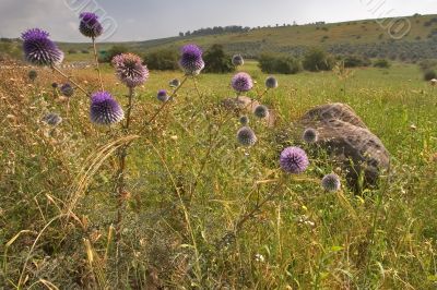 Field flowers.