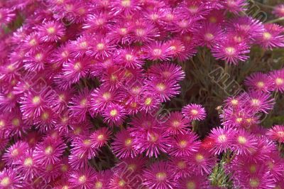 Spring flowering.