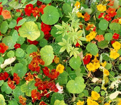 Lush flora of red and yellow nasturtiums