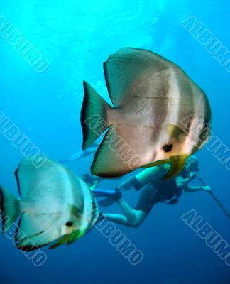 fishes and diver