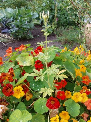 Lush flora of red and yellow nasturtiums