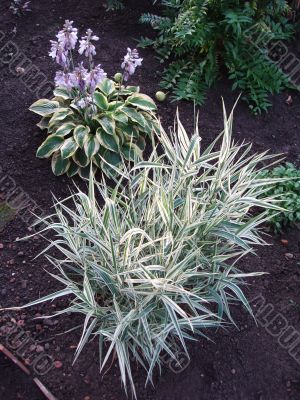 Green tuft of lush grass Ryegrass