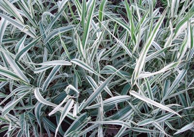 Background. Green tuft of lush grass Ryegrass