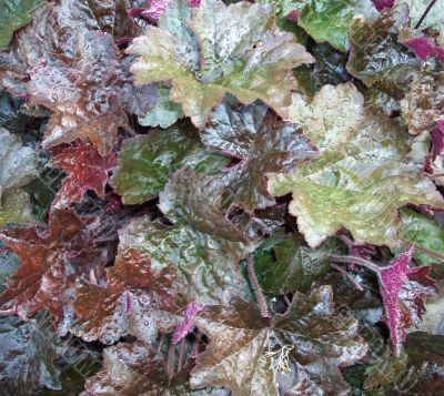 Background. Colored wet leafage in autumnal garden