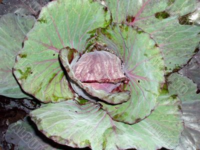 Big head of cabbage close-up view