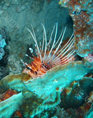 lionfish