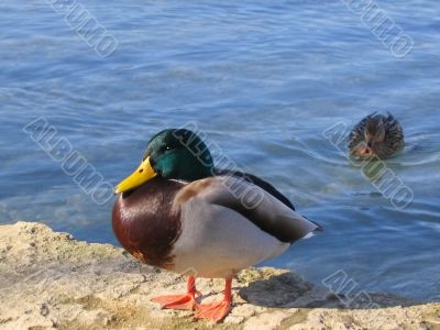 Two mallards [Anas platyrhynchos]