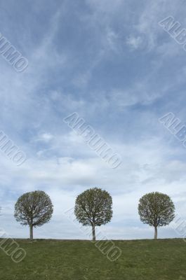 background of sky, grass and trees