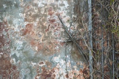 grunge background of old wall and branches