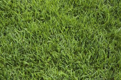 green grass background