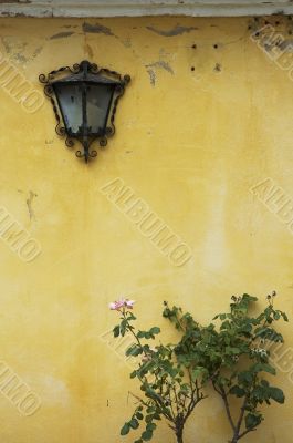 background of grunge wall, bush and lamp