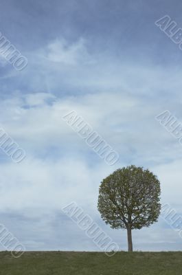 background of sky and tree