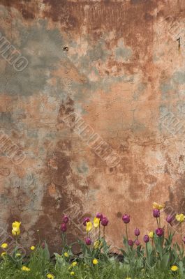 grunge wall with tulips