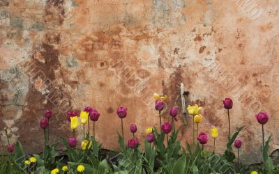 grunge wall with tulips