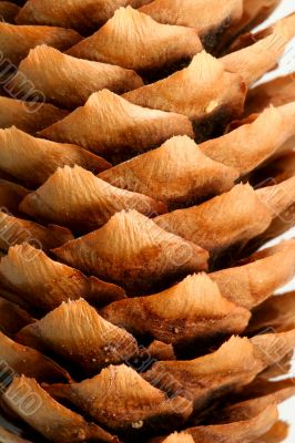 Fir cone