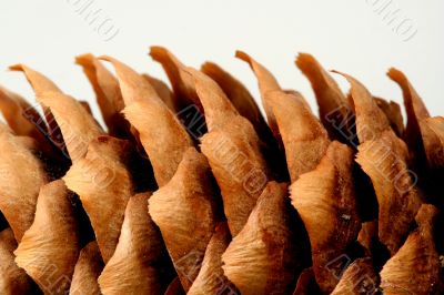 Fir cone