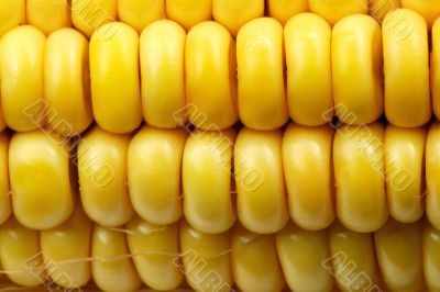 Indian corn