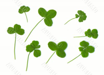  Three, four and  five clover leaves - for success (natural).