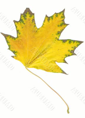 Autumn maple leaf