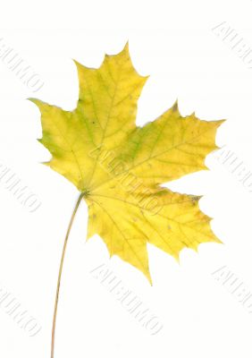 Autumn maple leaf