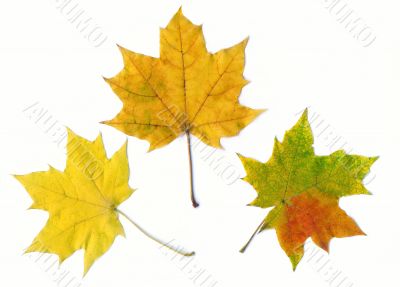 Autumn maple leaf