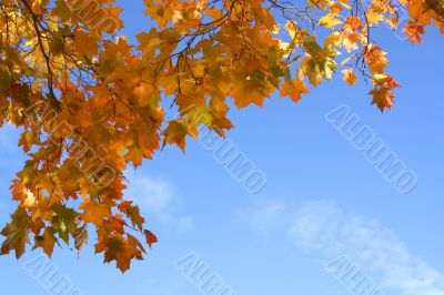 Autumn background