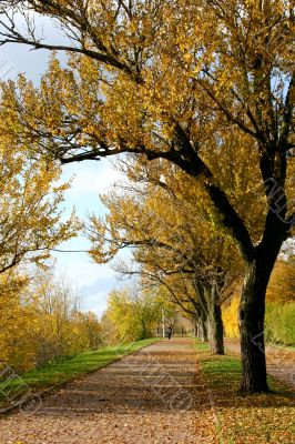 Autumn alley