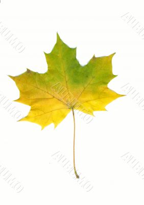 Autumn maple leaf