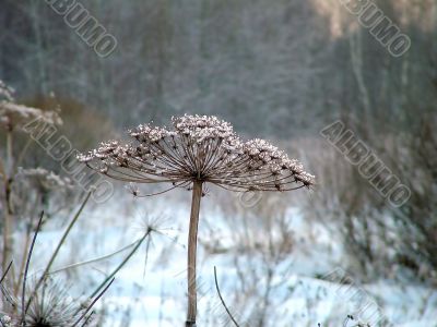 Plant in the snow