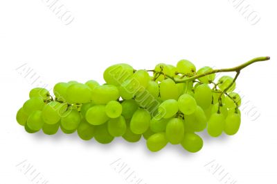 white grape isolated on white