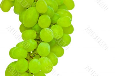 white grape detail isolated on white