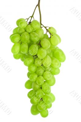 white grape isolated on white