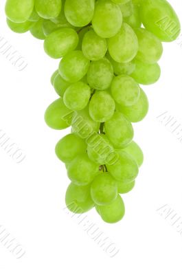 white grape detail isolated on white