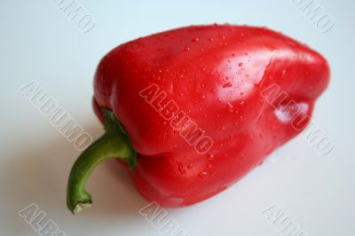 Red pepper with water drops