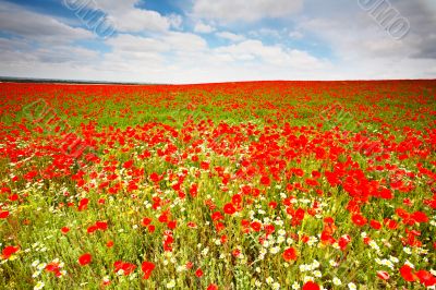 Poppies field