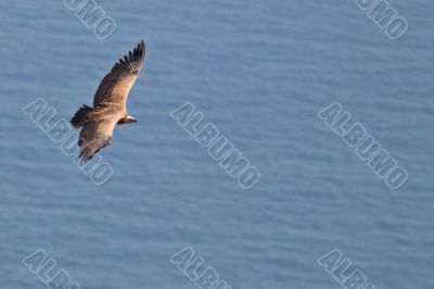 Vulture in flight