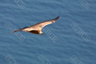 Vulture in flight