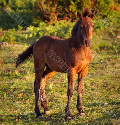 Beautiful horse in the meadow