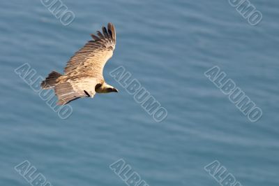 Vulture in flight