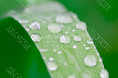 water droplets on a grass blade