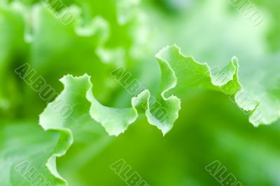 fresh green lettuce