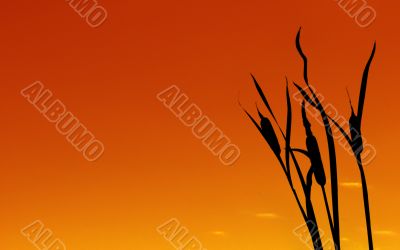 red foliage background